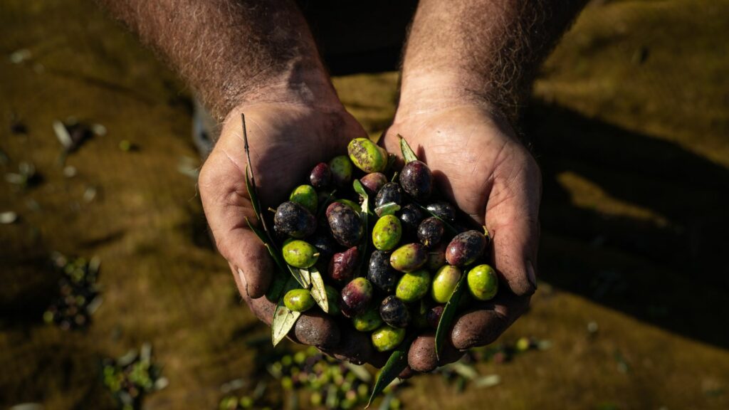 fresh extra virgin olive oil in Ireland (2)